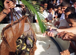 Rio Paranapanema receberá mais de 280 mil peixes