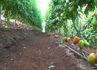 Agricultores regionais participam do Dia de Campo sobre Tomate Orgânico em Nova Fátima
