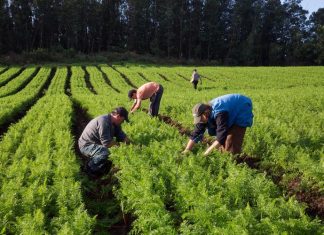 Projeto Rural Sustentável promove diálogo entre familiares de produtores rurais