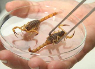 Palestra orienta população para manejo e controle de escorpiões