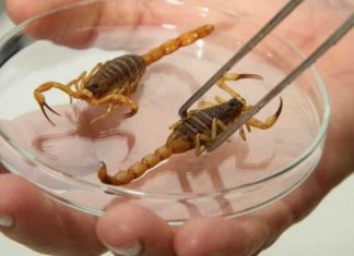 Saúde alerta sobre prevenção de acidentes com escorpiões