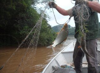 Proibição à pesca de espécies nativas segue até fevereiro