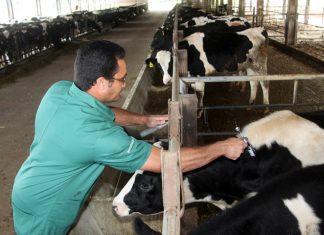 Vacinação contra aftosa é prorrogada para 10 de dezembro