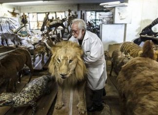 Instituto Harpia de Cornélio Procópio expõe acervo em Foz