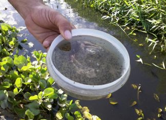 Visa de Bandeirantes alerta sobre os cuidados e prevenção contra o Aedes