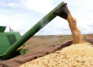 Safra de grãos de 2019 deve ser 3,1% maior que a de 2018, diz IBGE
