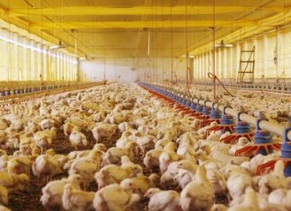 Prorrogação da Tarifa Rural Noturna traz alento à produção no Paraná