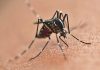 Casos de dengue continuam aumentando no Paraná