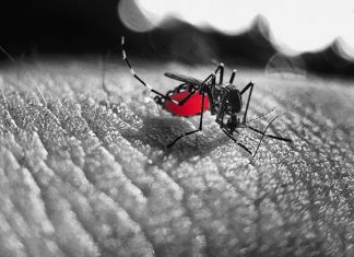 ‘Arrastão da Dengue’ acontece hoje em localidades com maior incidência do mosquito