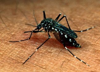 Paraná registra aumento de casos de dengue grave