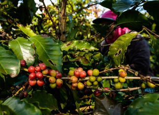 Iapar abre inscrições para curso de degustação de café