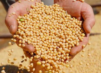 Produção paranaense de grãos deve atingir 37 milhões de toneladas