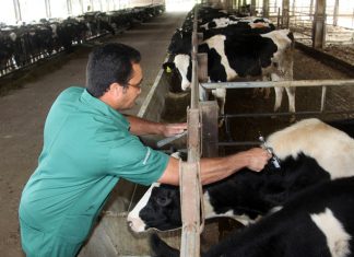 Campanha de vacinação contra aftosa segue até dia 31 de maio