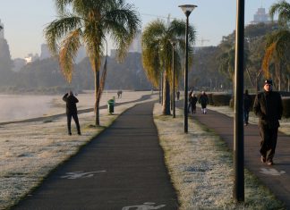 Mosquito da febre amarela não morre com queda das temperaturas