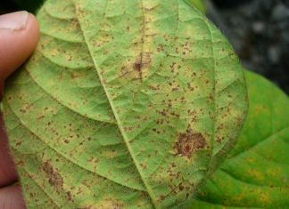 Paraná fica três meses sem soja para combater ferrugem asiática