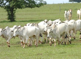 Estado avança para obter status livre de aftosa sem vacinação