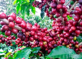 Iapar e Simepar alertam para geadas na região cafeeira