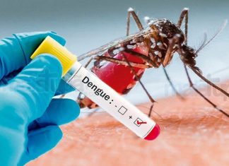 Mais casos de mortes por dengue no Paraná