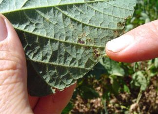 Manejo correto evita resistência de fungos