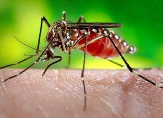 Prevenção contra a dengue deve continuar no inverno