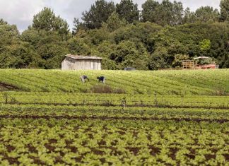 Estado lança edital a cooperativas de agricultores familiares