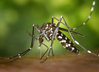 Paraná registra o primeiro caso de Chikungunya no período epidemiológico