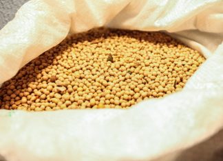 Safra de grãos pode chegar a 23,4 milhões de toneladas