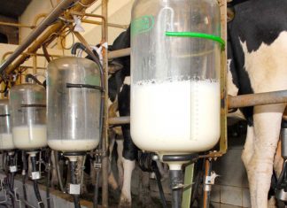 Produtor que não cumprir com normas terá leite descartado