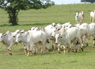 Produtor precisa atualizar cadastro de todos os animais