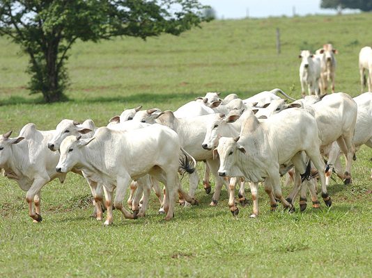Produtor precisa atualizar cadastro de todos os animais