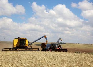 Safra de grãos do Paraná deve alcançar 23,4 milhões de toneladas