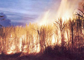 Ministério Público de Andirá promove debate sobre queima da palha de cana-de-açúcar