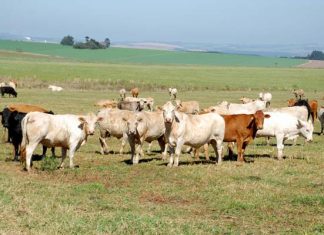 Adapar prorroga prazo para cadastro de animais