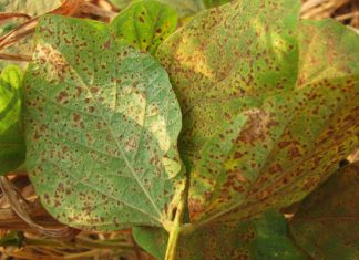 Agricultura alerta produtores sobre riscos da ferrugem asiática