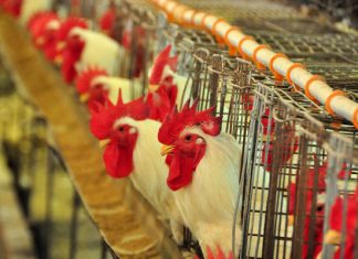 Com melhora no fim do ano, avicultura espera 2020 mais positivo