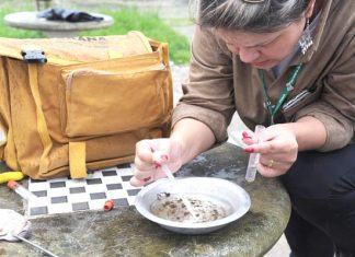 Principal criadouro do mosquito da dengue está nos domicílios