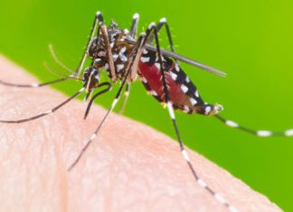 Paraná registra primeiro óbito por dengue no período epidemiológico