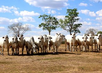 ANEB tenta resgatar importância das pistas de julgamento