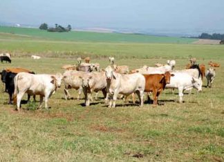 Trânsito de bovinos e búfalos tem novas regras no Paraná