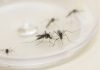Sobe para sete o número de mortes por dengue no Paraná