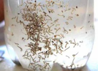 331 municípios do Paraná estão com infestação predial da dengue