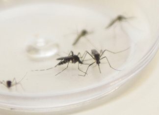Prefeitura e Secretaria de Saúde realizam hoje reunião para estratégias e ações no controle da Dengue