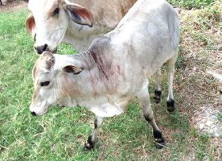 Adapar monitora rebanho em Ibaiti após morte por raiva