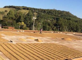 Café produzido na região é premiado em concurso nacional