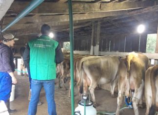 Edital para contratar instrutores na pecuária de leite