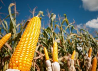 FAEP e entidades do agro pedem R$ 251,4 bilhões para o Plano Safra 2020/21