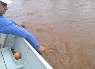 Paraná altera o período de pesca de espécies nativas