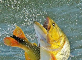 Pesca de espécies nativas está liberada a partir deste sábado