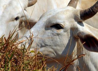 Mapa confirma vacinação contra a febre aftosa