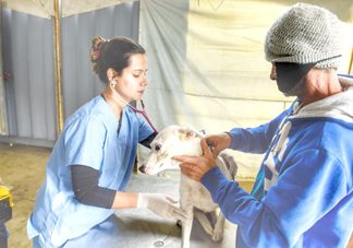 No Paraná, 15 mil animais domésticos serão castrados